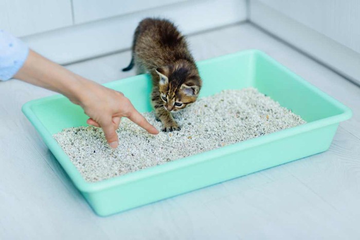 子猫にトイレのしつけをする飼い主