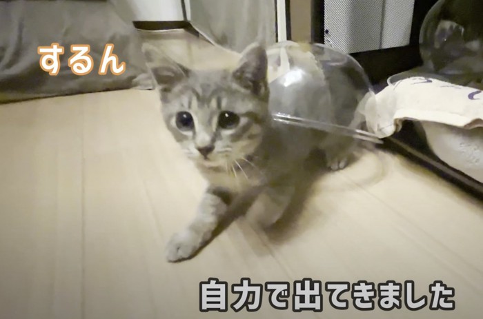 ボウルから抜け出す猫