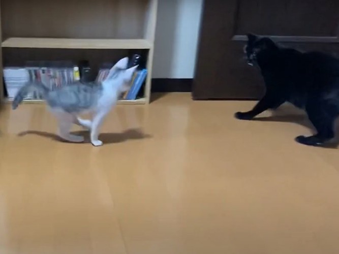 黒猫に駆け寄る子猫