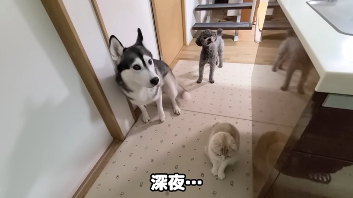 3匹の犬と猫