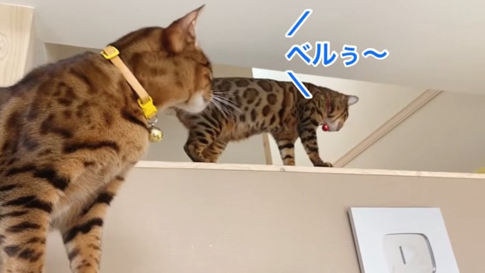 後ろを見る2匹の猫