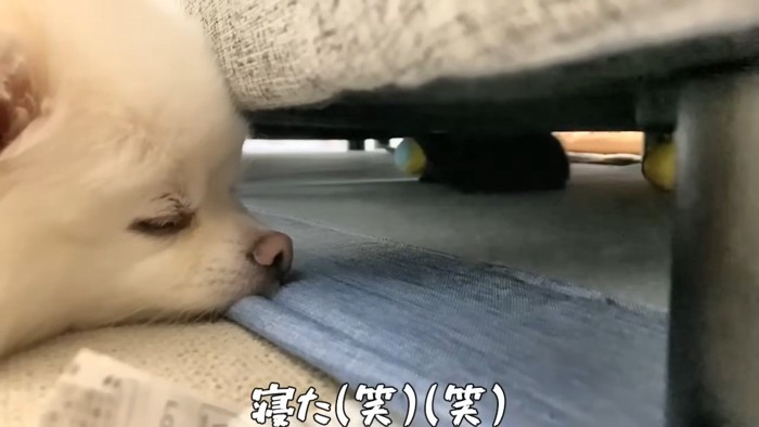 ソファの下の猫と見ている犬