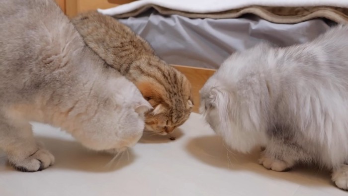 虫を嗅ぐ茶色の短毛猫
