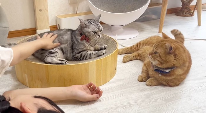 向かい合う猫