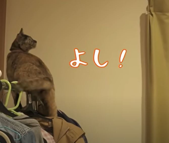 カーテンを狙う猫