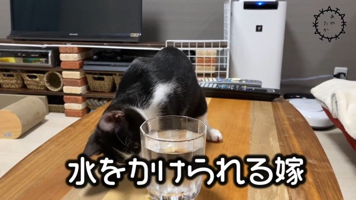 コップを覗き込む猫