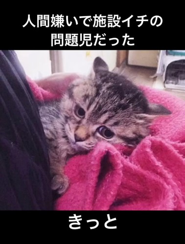 タオルで包まれた猫