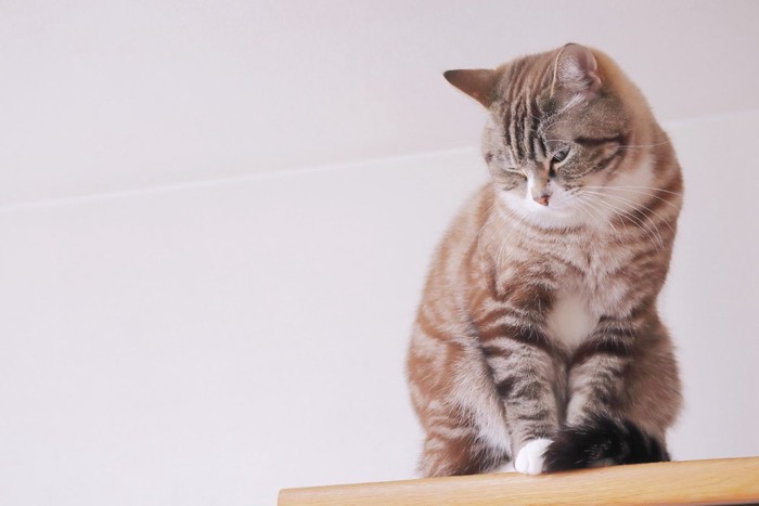 下を向いている猫