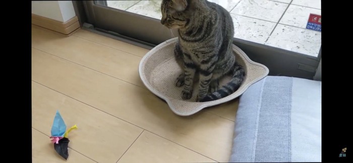 横を向く猫