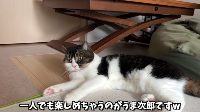 寝そべる猫