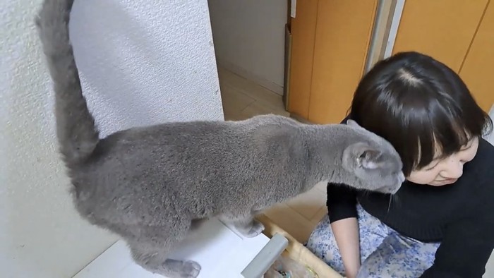 飼い主と遊ぶ猫