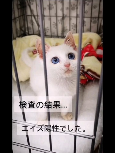 ケージの中にいる子猫