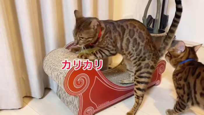 爪とぎをする猫