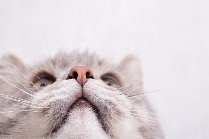 猫の鼻