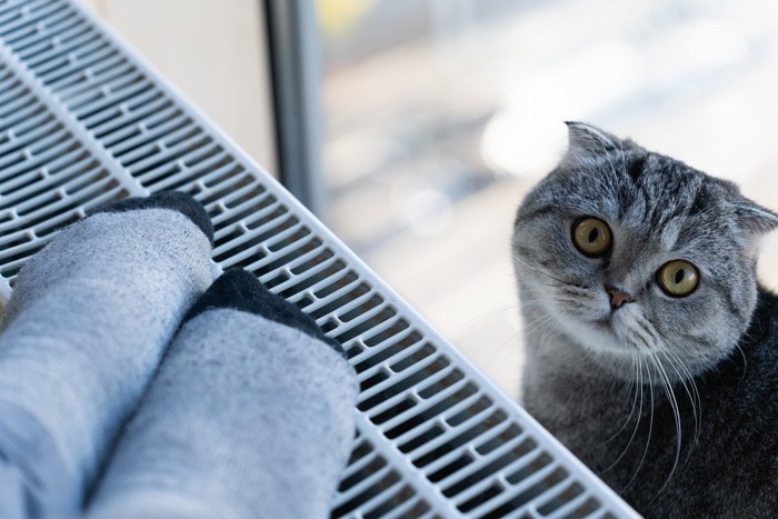 飼い主の足元に座る猫