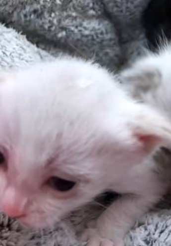 座っている白い子猫