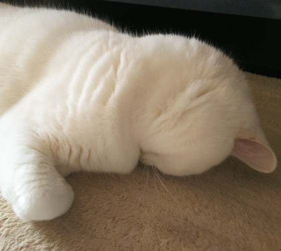 うつ伏せで寝る猫（アップ）