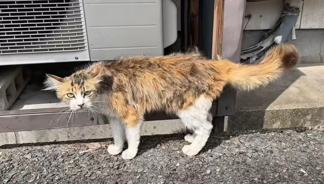 歩く野良猫