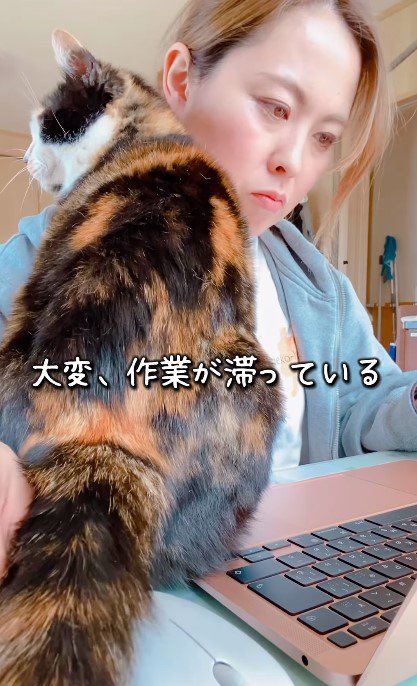 構ってもらうまで諦めない愛猫