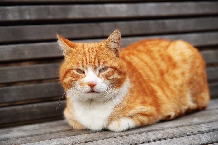 ベンチの上で香箱座りをする猫