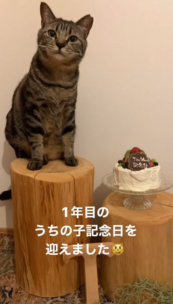 ケーキの隣に座る猫