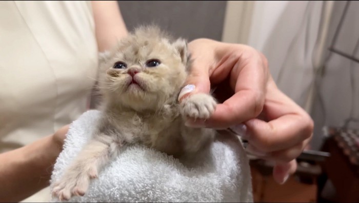 女性に前足を持たれる子猫