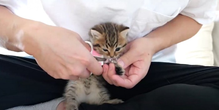 飼い主の腕に抱かれている茶トラの子猫