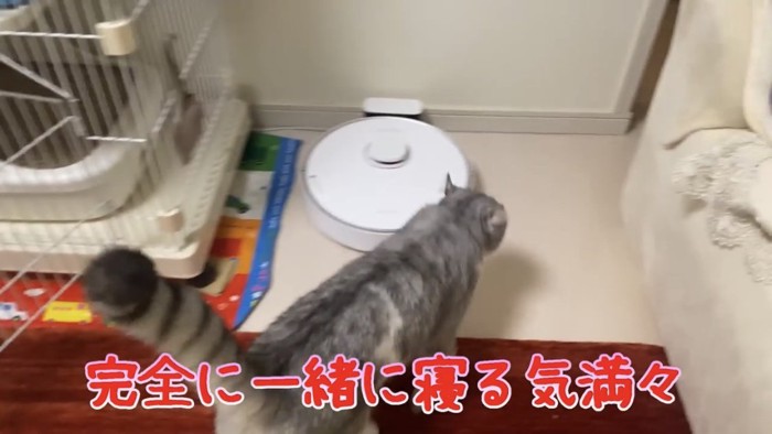 走る猫猫