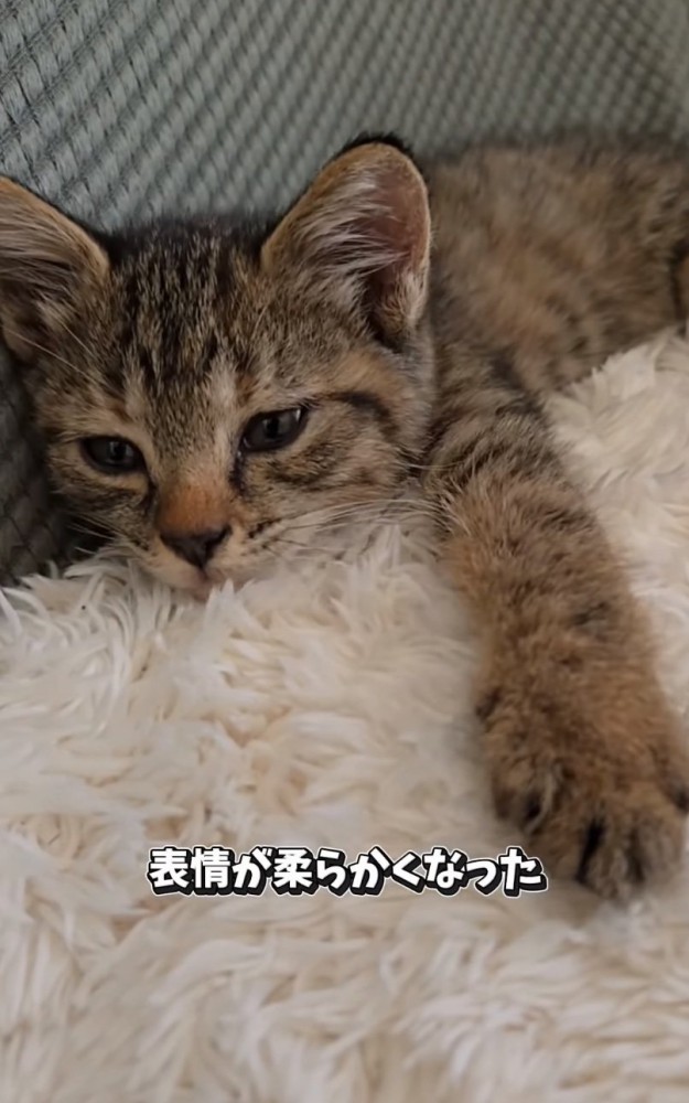 くつろぐ子猫