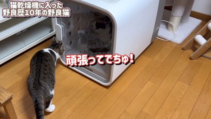 ドライルームの中を覗く猫