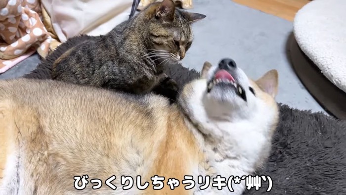 柴犬とキジトラ猫5