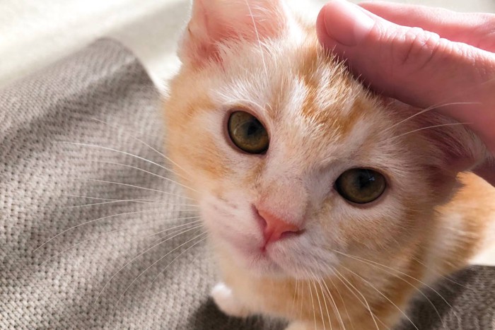 うっとり顔の子猫