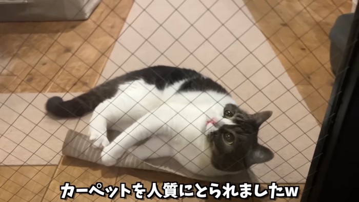 寝転ぶ猫