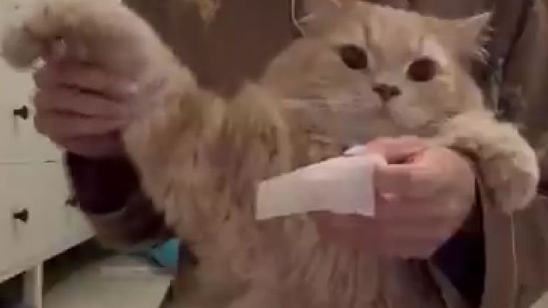 耳掃除している猫