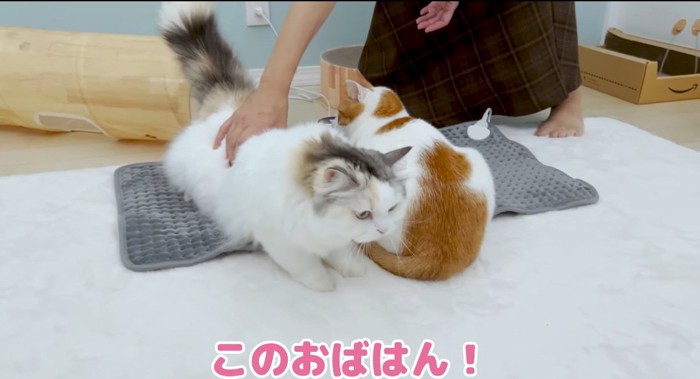 逃げる猫