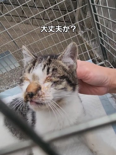 首根っこをつかまれた子猫