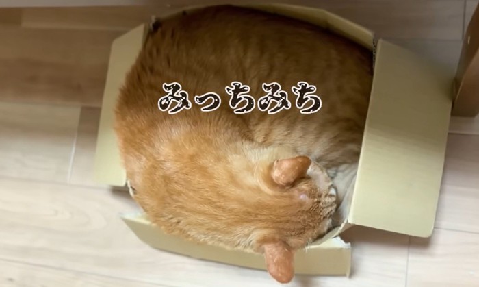 箱いっぱいに収まる猫