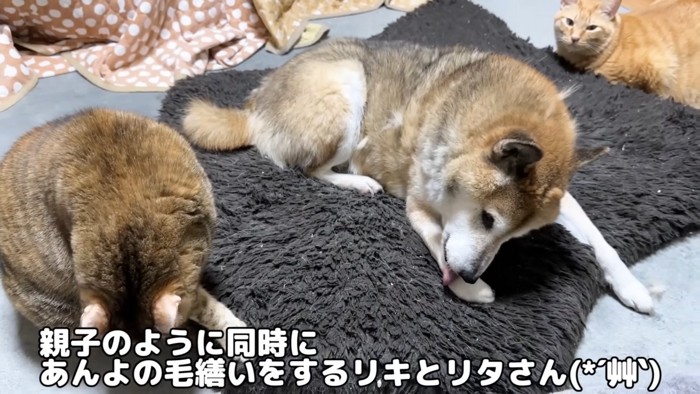 毛づくろいする2匹