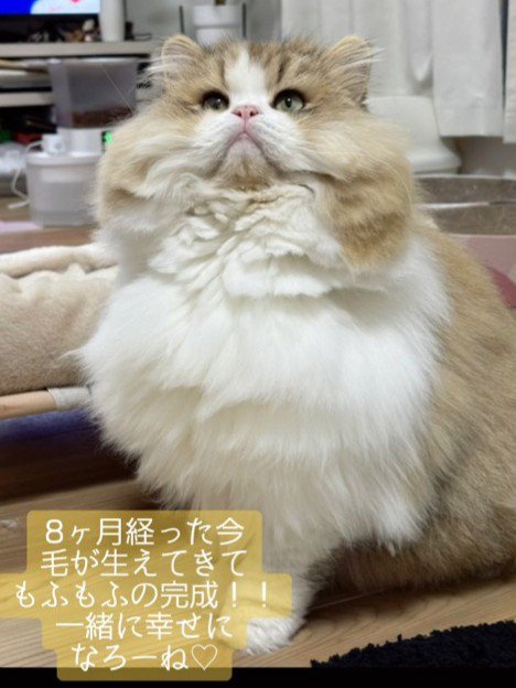 見上げる猫