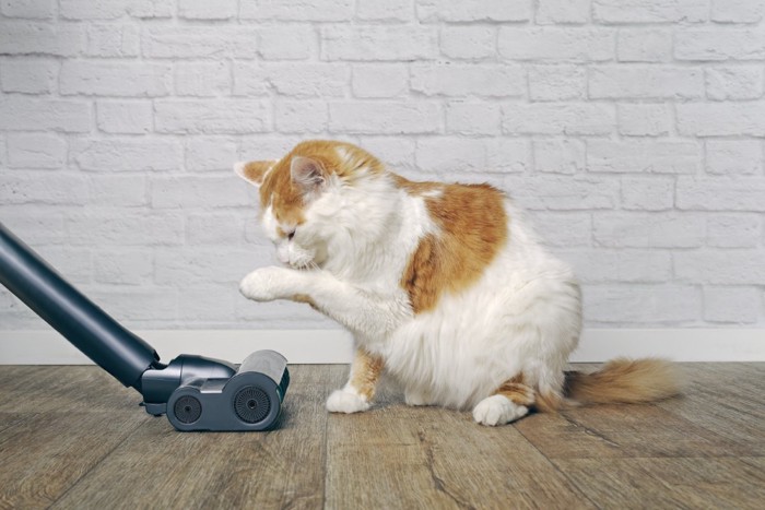モップと猫