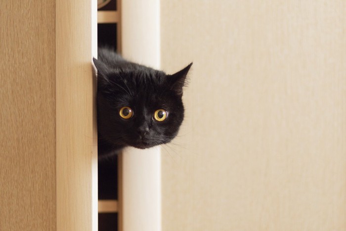 クローゼットから顔を出す猫