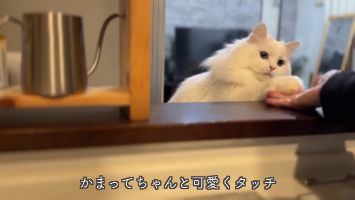 可愛くタッチするシロちゃん