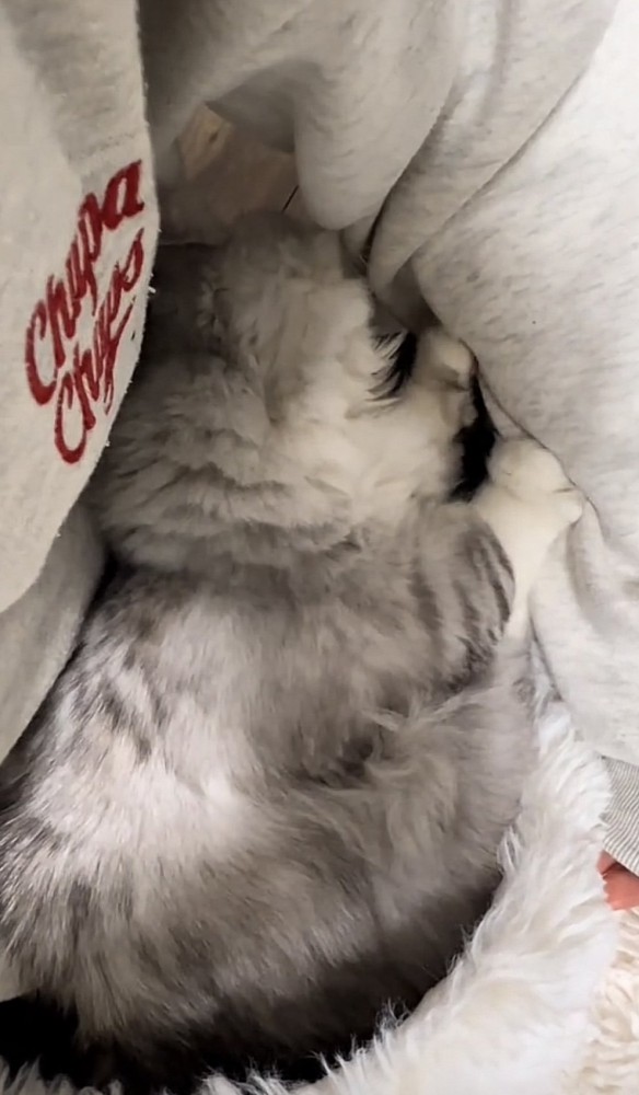 抱っこされている猫の写真1