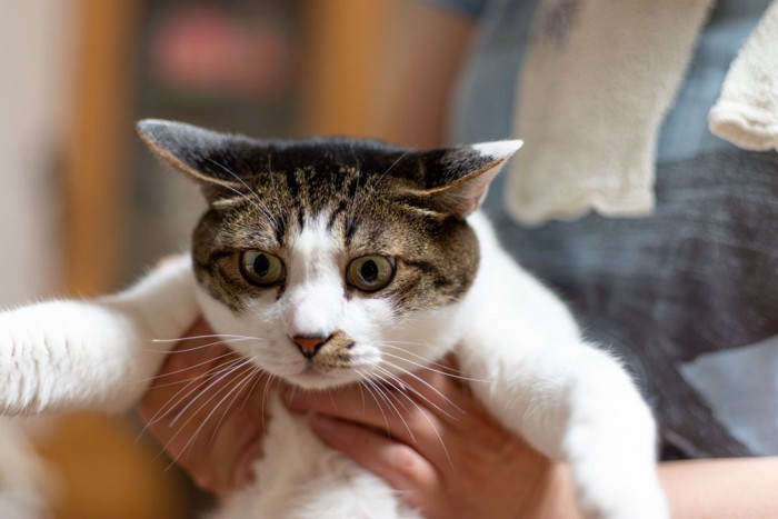 抱っこに戸惑う猫