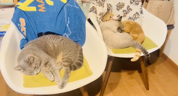 椅子の上でくつろぐグレートラ猫とケンカするシャムトラ猫と茶トラ猫