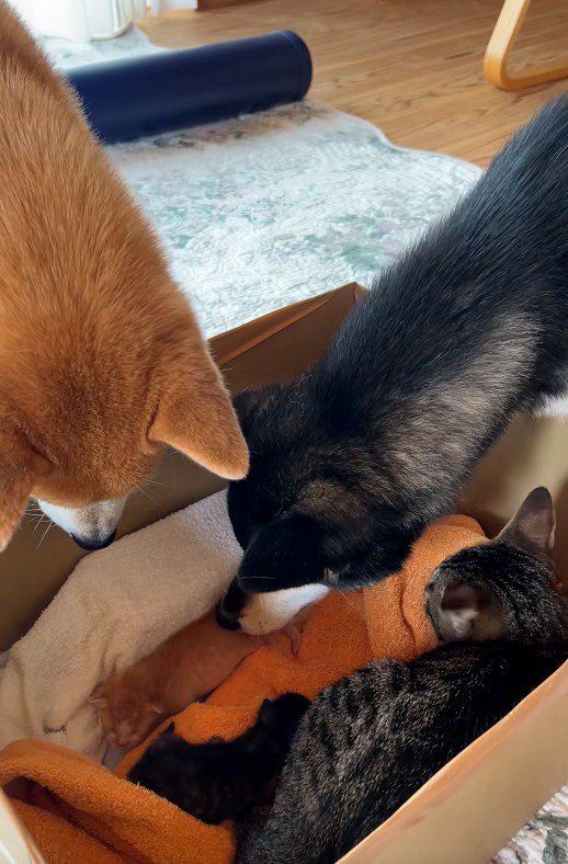子猫を見守る犬と猫