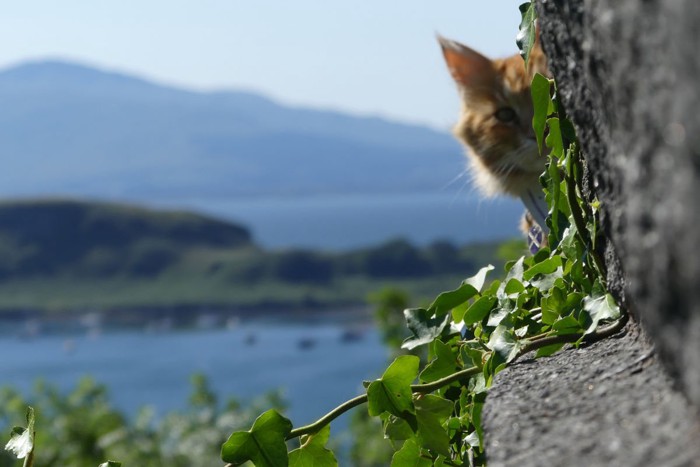 Obanで暮らす猫