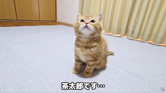 茶太郎の決め顔