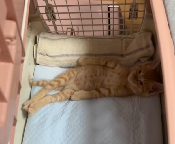 仰向けになって横になる子猫