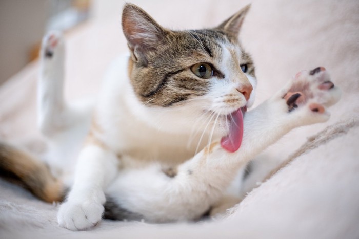 大胆な姿勢でグルーミングしている猫